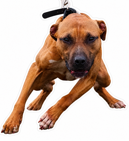 Edgar Picture of Dog Customer Window or Helmet Decal economy non-reflective decal