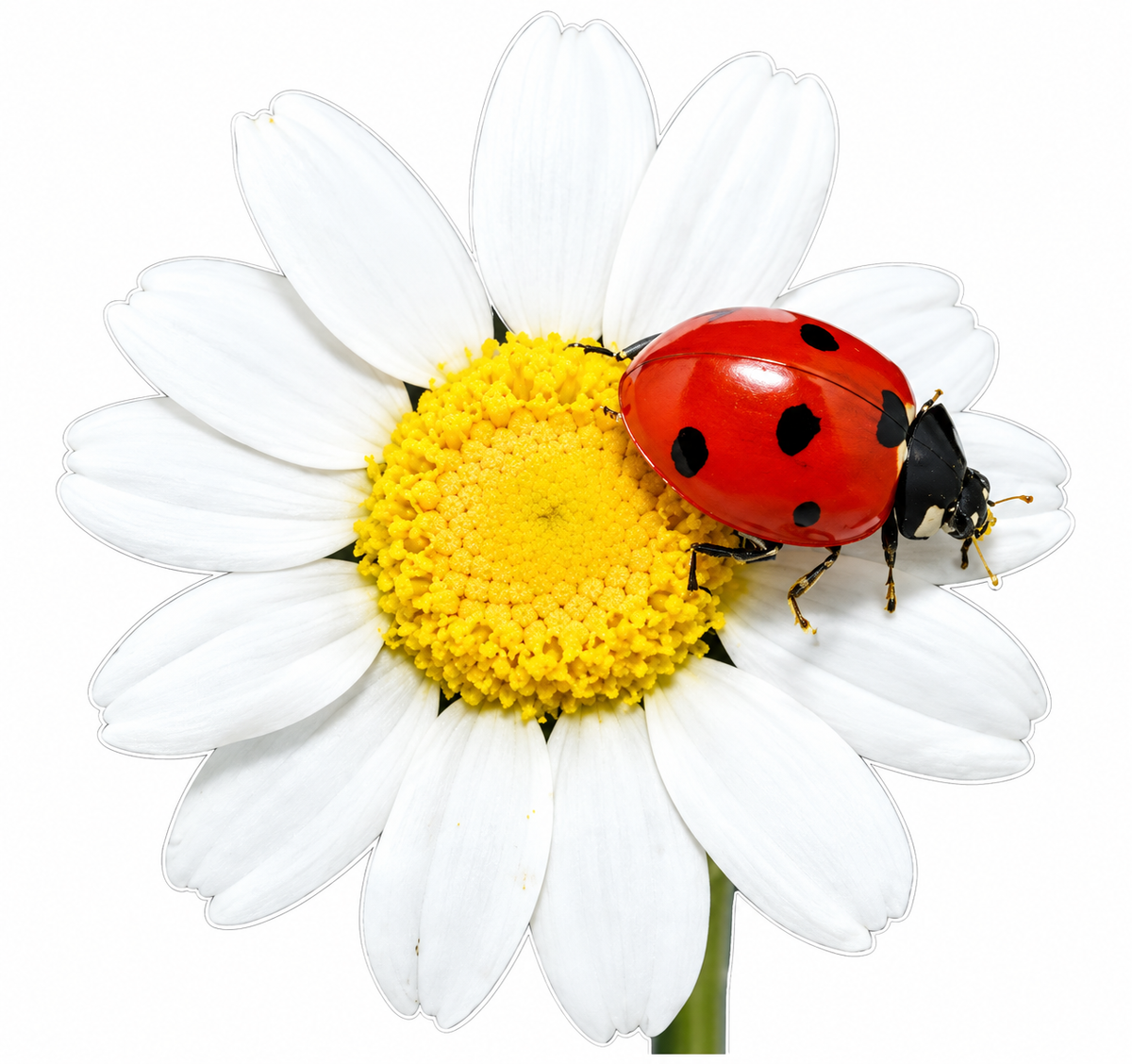 Daisy with Ladybug PREMIUM Customer Window or Helmet Decal (sqd.1)